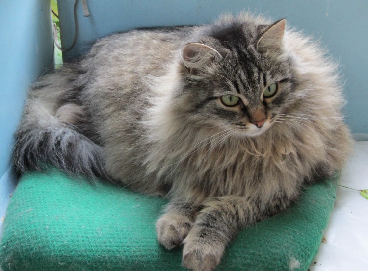 Сибирская кошка Усатик