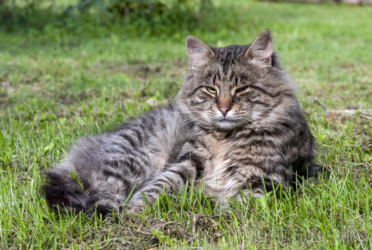 Бобтейл Курильский кот серый