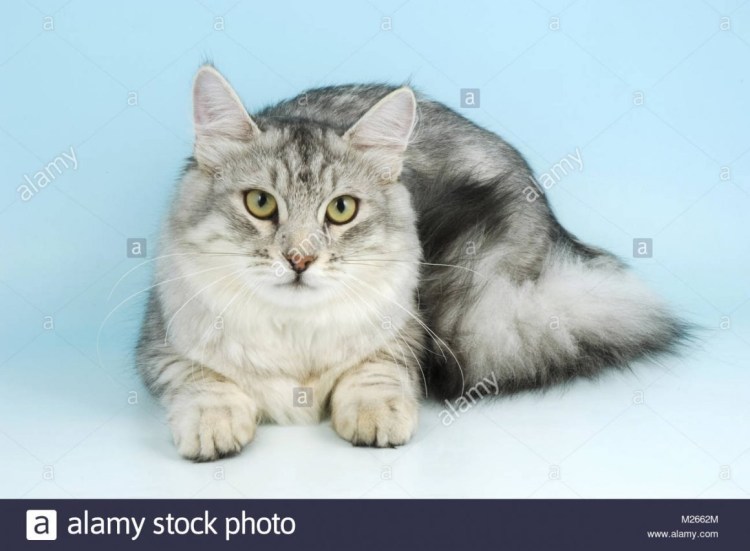 Сибирская короткошерстная кошка серая