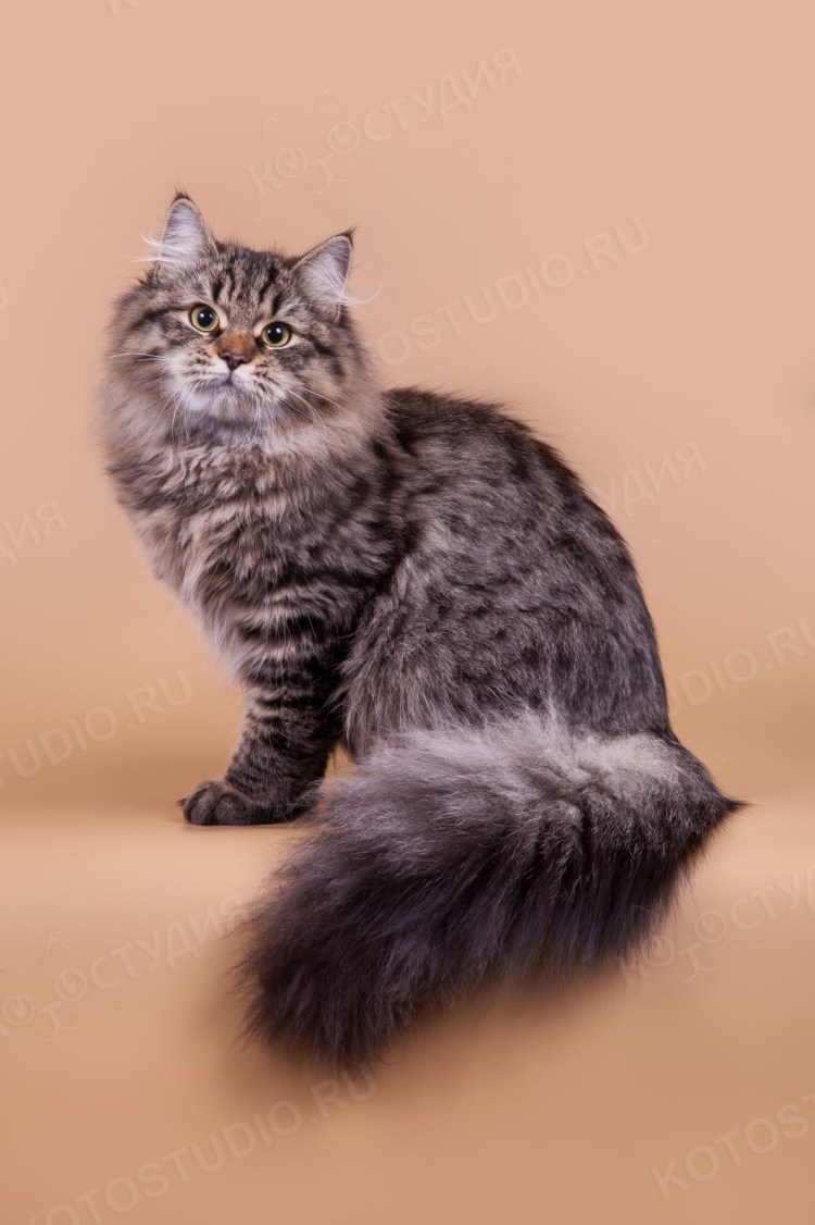 Сибирская кошка агути