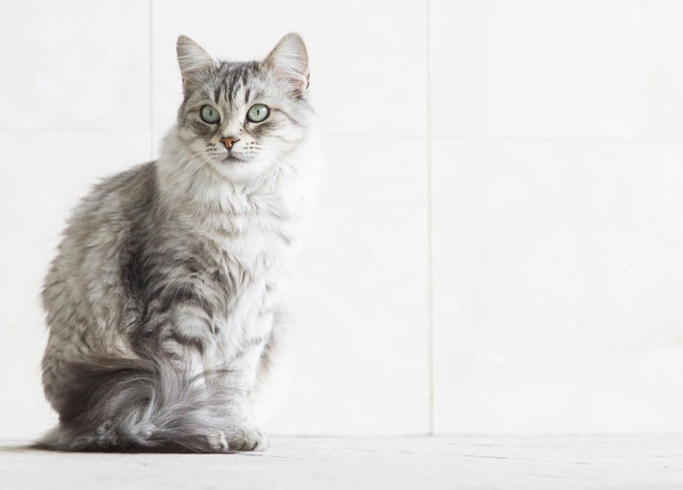 Сибирская кошка в квартире