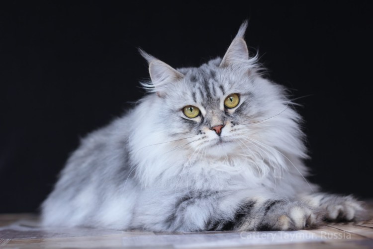 Сибирский серебристый кот