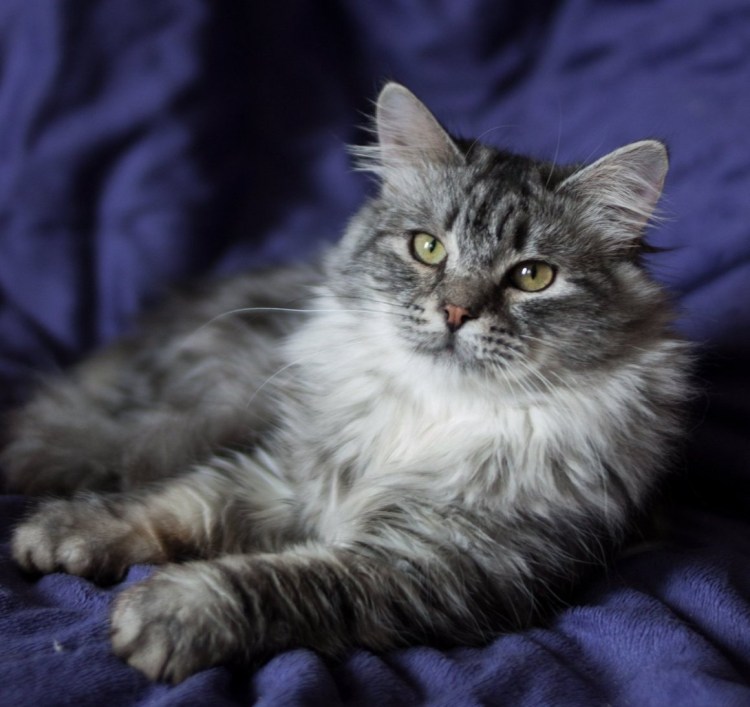 Сибирский кот серый