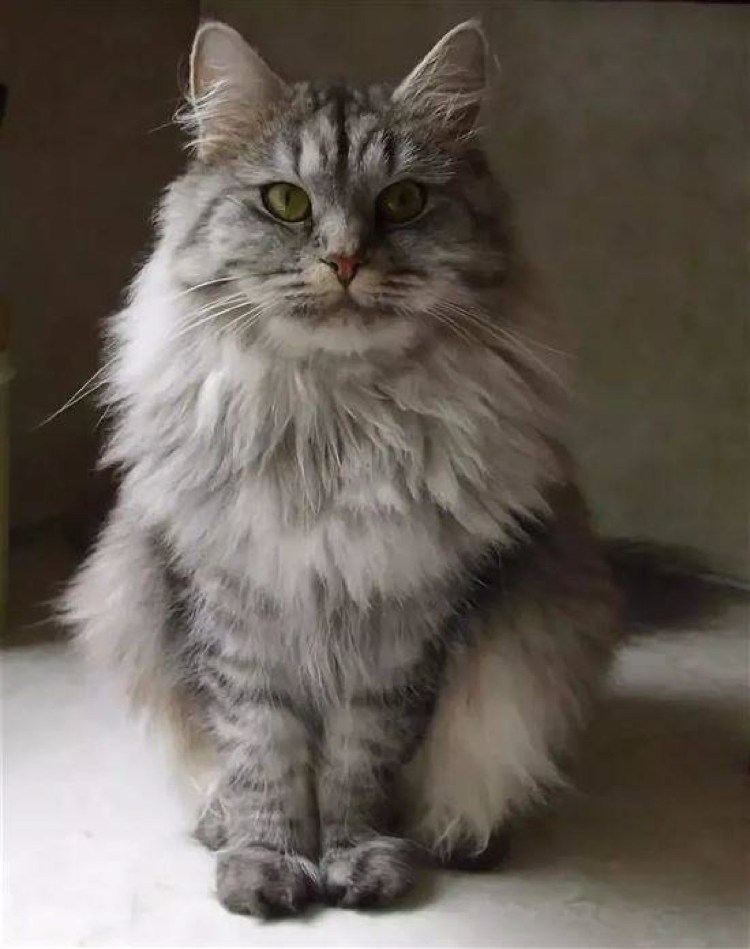 Сибирский кот серый