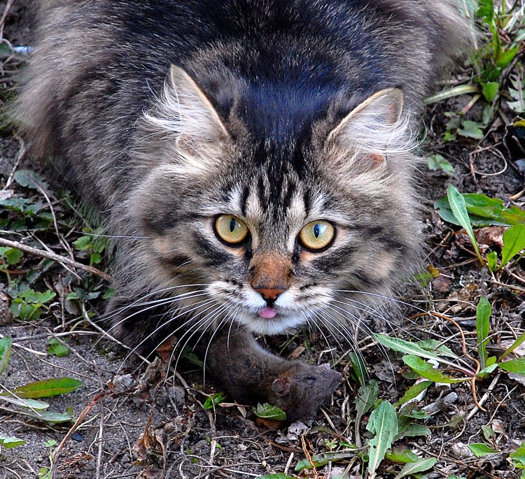 Наглый Сибирский кот