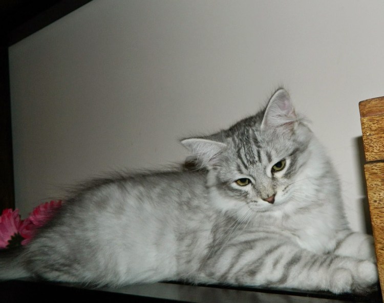 Сибирская кошка 4 месяца