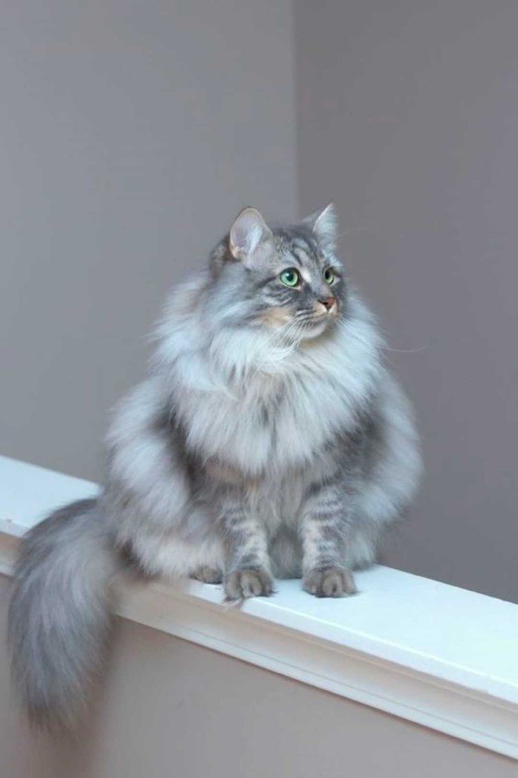 Голубая Сибирская длинношерстная Сибирская кошка
