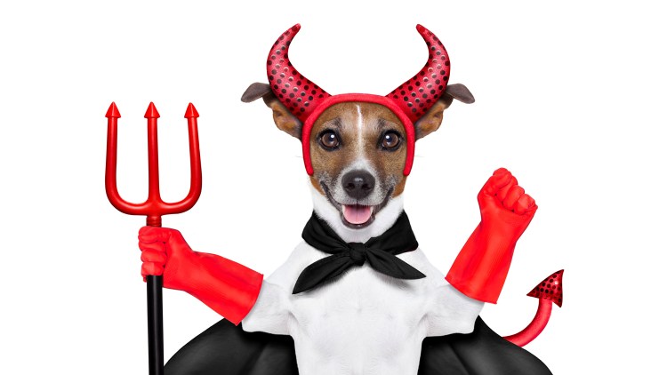 Собачка с рожками