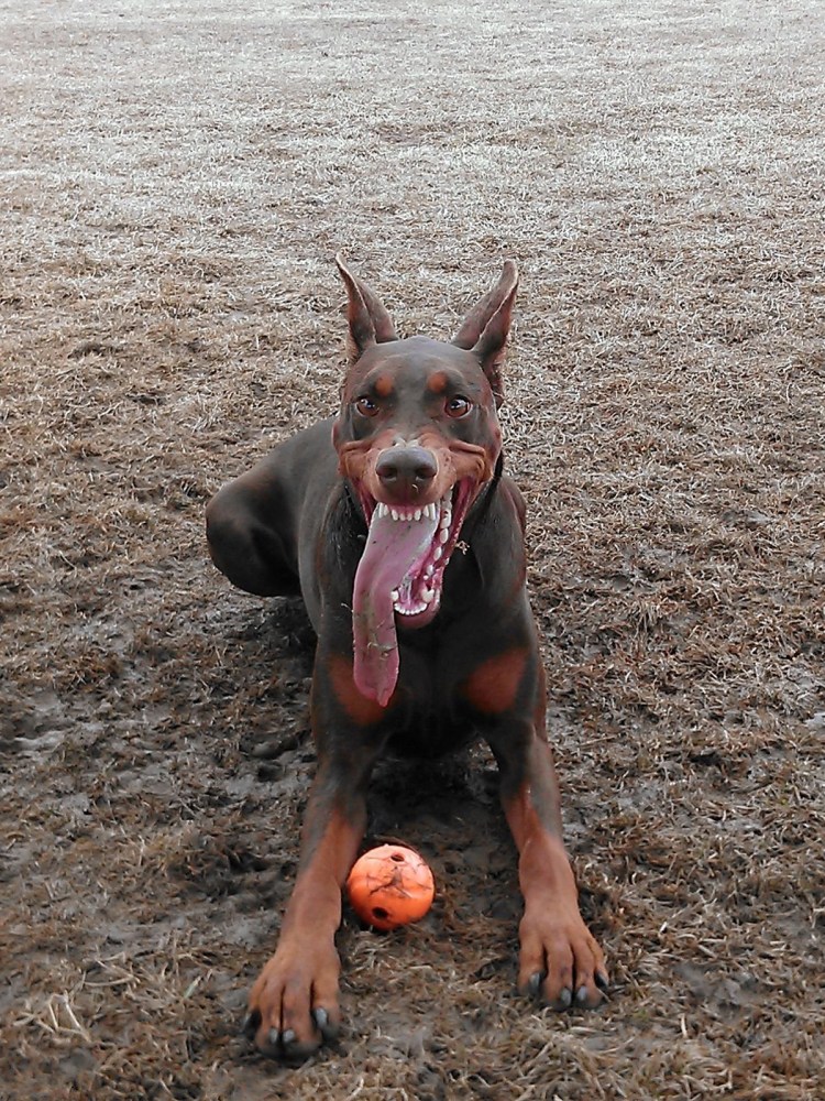 Доберман некупированный