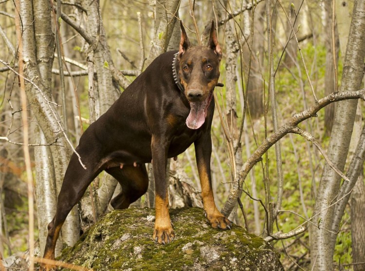 Доберман дьявол