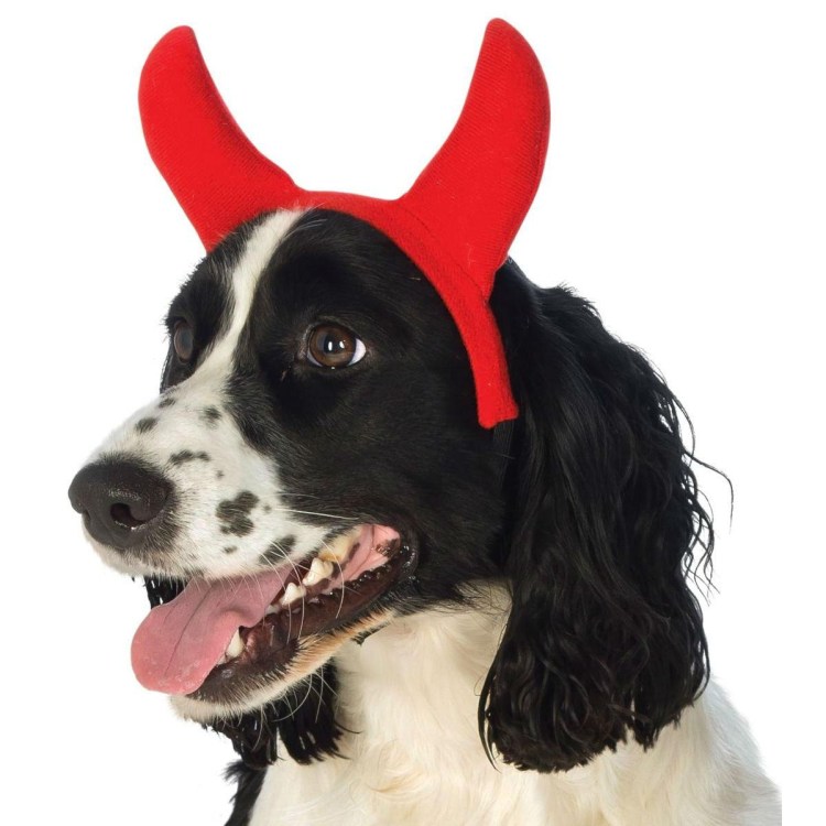 Собака дьявола