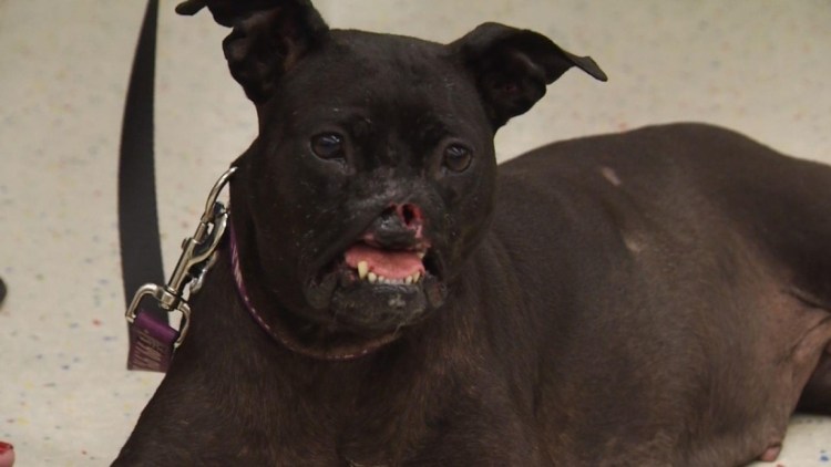 Питбультерьер дьявол