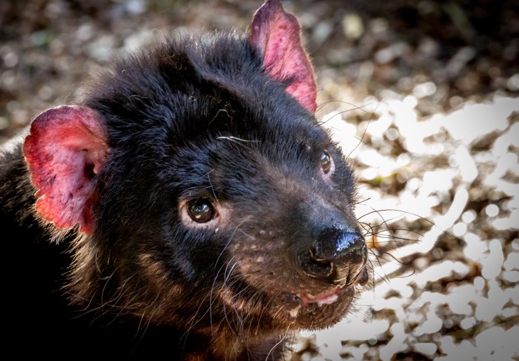 Тасманийский дьявол щенок