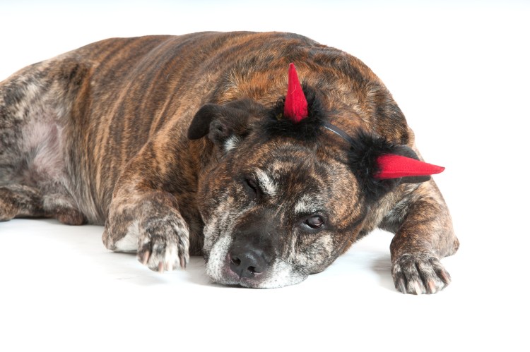 Собака дьявола