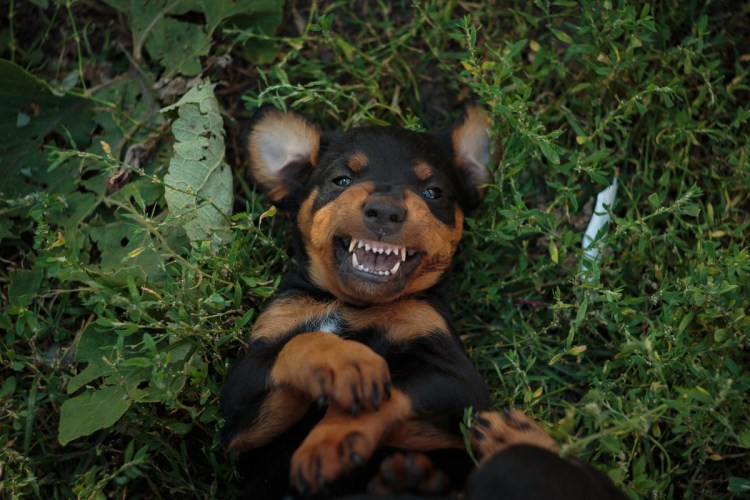 Немецкий Ягдтерьер щенок