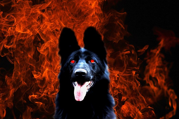 Собака дьявола