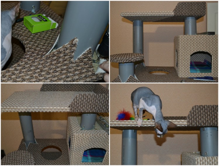 Домики для кошек сфинксов