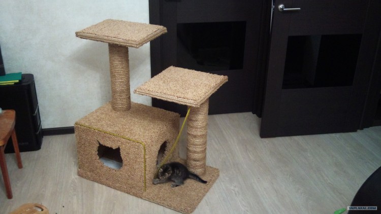 Кошкин дом кошка