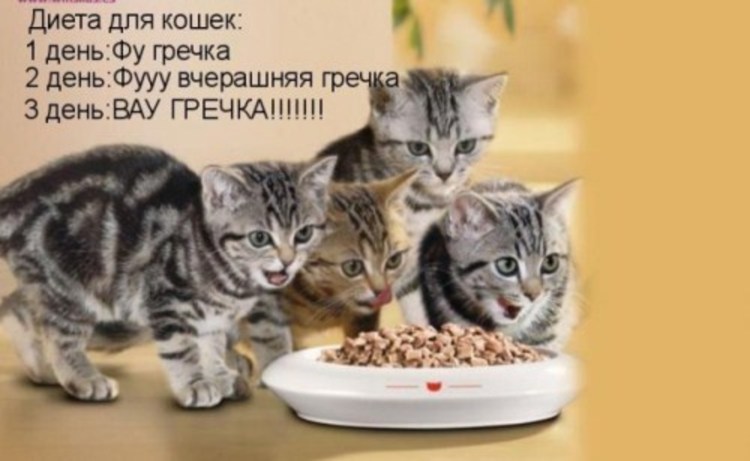 Котенок и творожок снежок