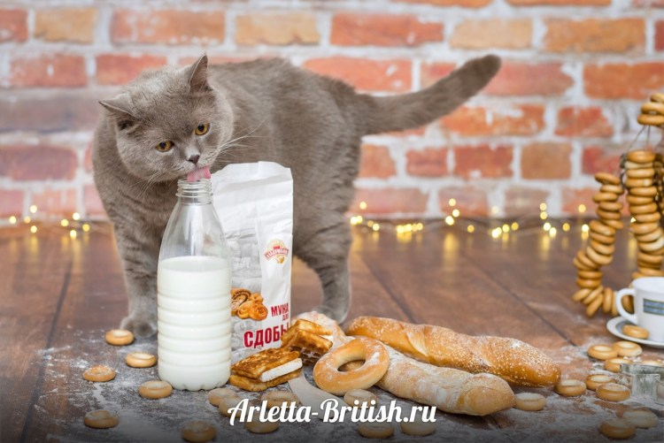 Котик пьет молочко