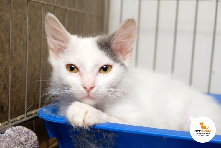 Еда для котят