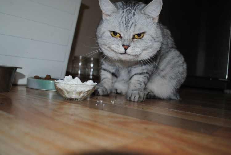 Корм для шотландских вислоухих котят 1.5 месяца