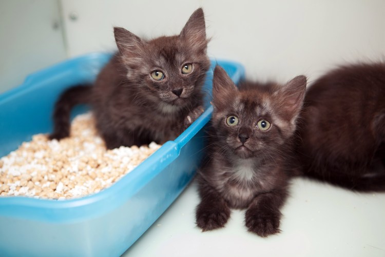 Молочко для кошки