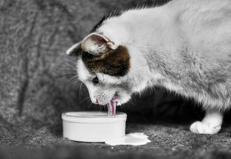 Творог село родное обезжиренный