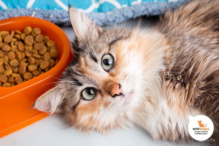 Кошка пьет молоко