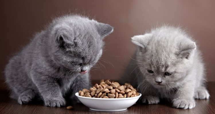 Котенок в сметане