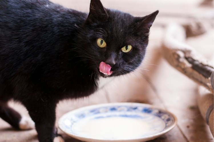 Молоко для котят