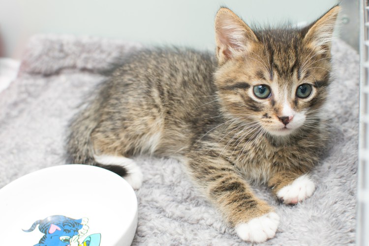 Питание для котят