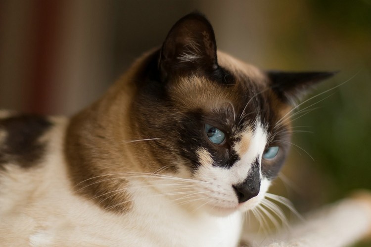 Сноу Шу черно белая