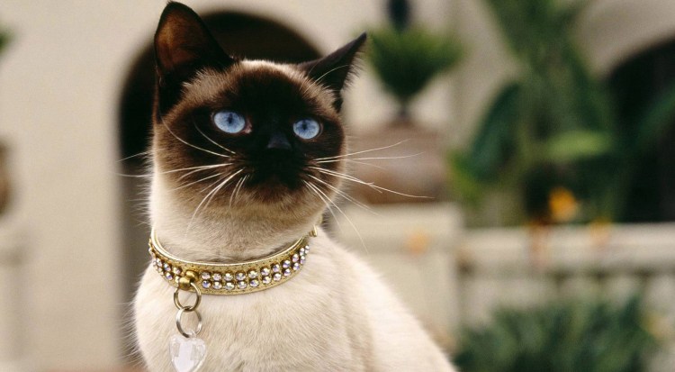 Настоящая Сиамская кошка