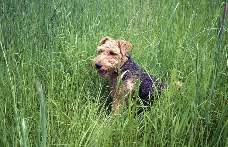 Трава которую едят собаки
