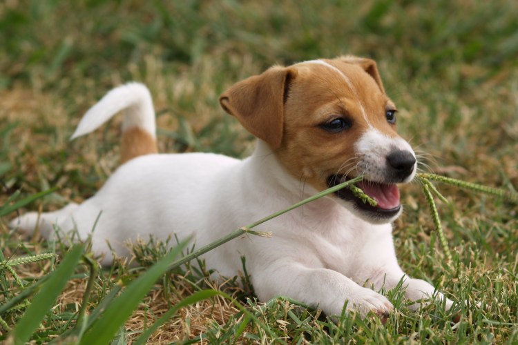 Джек Рассел