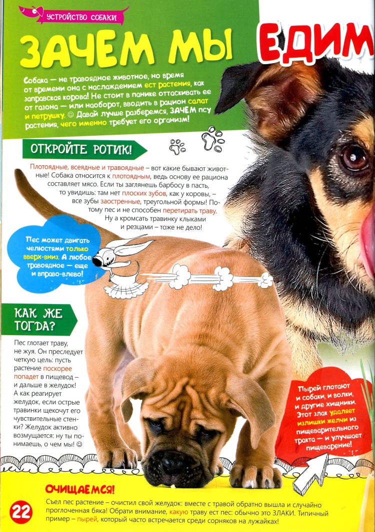 Какую траву едят собаки