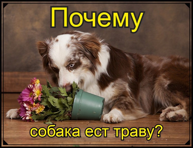 Собака ест комнатный цветок