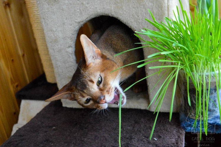 Осока для кошек