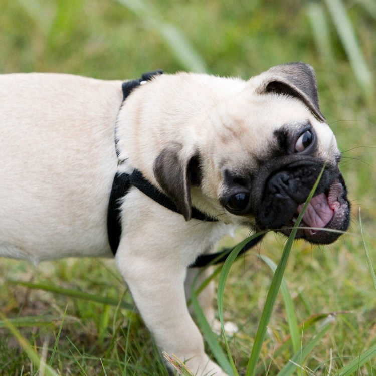 Собака жует траву