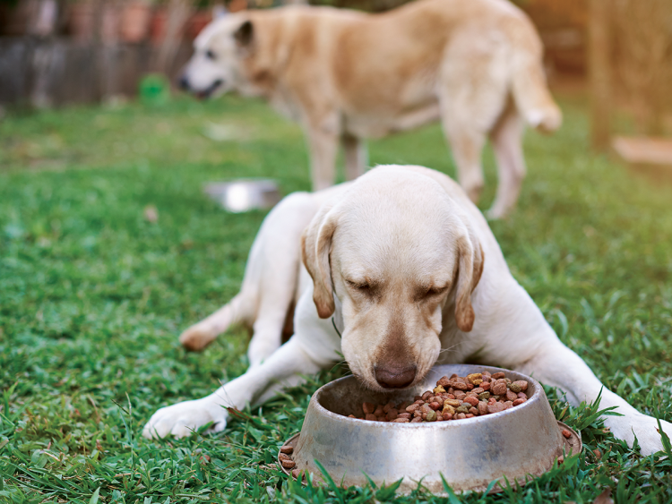 Собаки едят травку в стаканчике