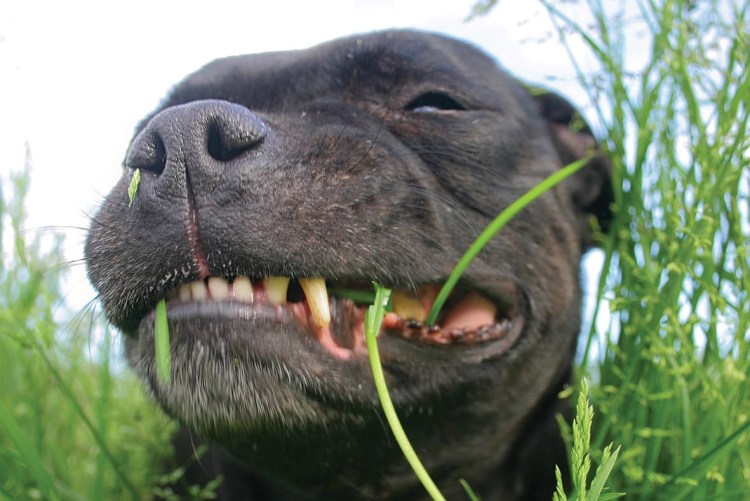 Трава которую едят собаки