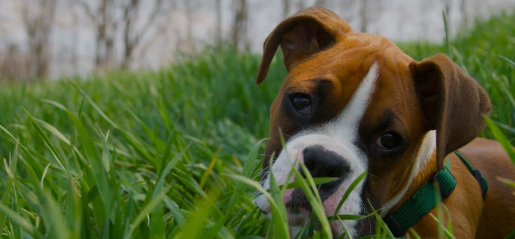 Собака ест траву Мем