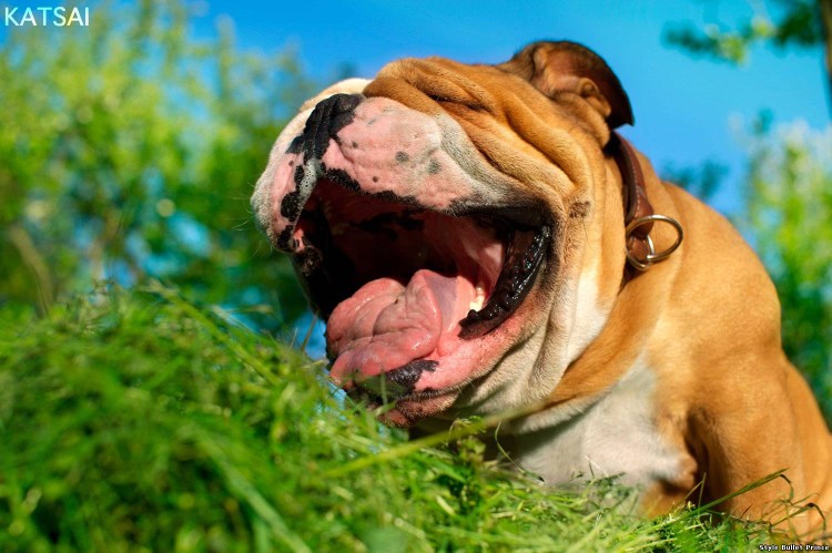 Собака ест траву Мем