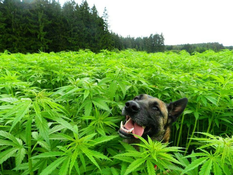 Собака и марихуана