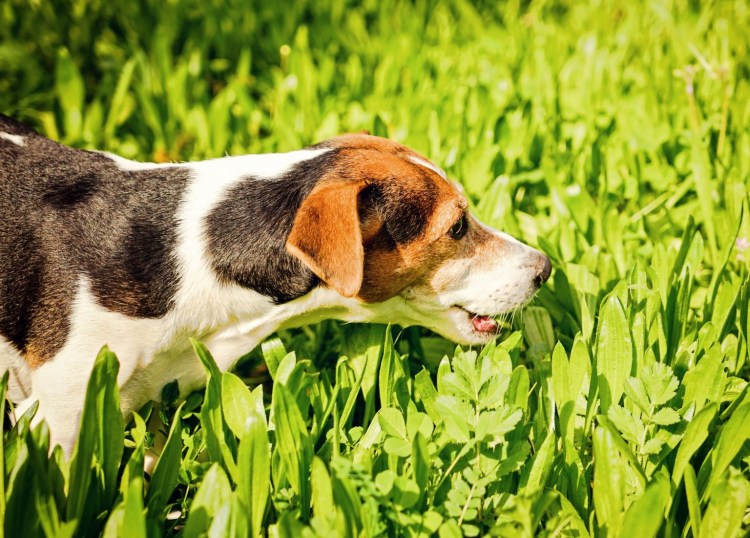 Джек Рассел