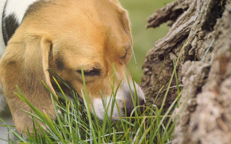 Собака нюхает