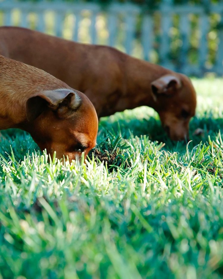 Собака ест корм