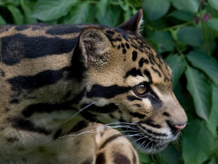 Борнейский дымчатый леопард