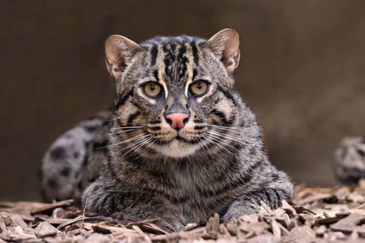 Кошачье семейство